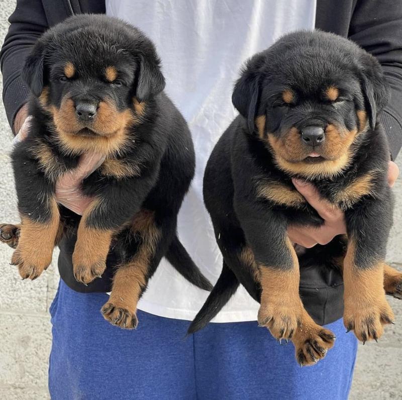 Excellence lovely Male and Female rottweiler Puppies for adoption Image eClassifieds4u