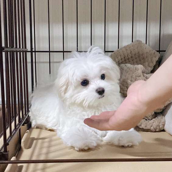 Gorgeous T-Cup Maltese puppies Image eClassifieds4u