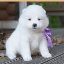 Samoyed puppies looking for a loving home(emilyrose0081@gmail.com) Image eClassifieds4U