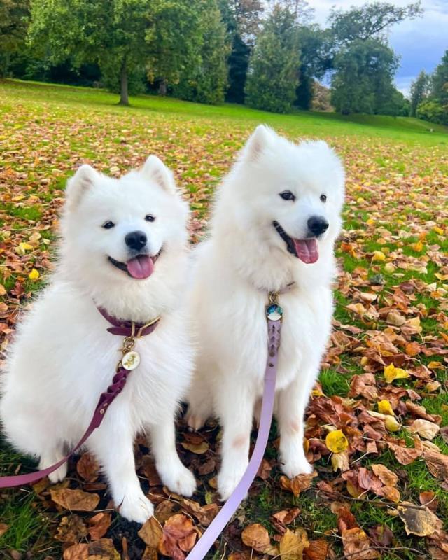 Samoyed puppies looking for a loving home(emilyrose0081@gmail.com) Image eClassifieds4u