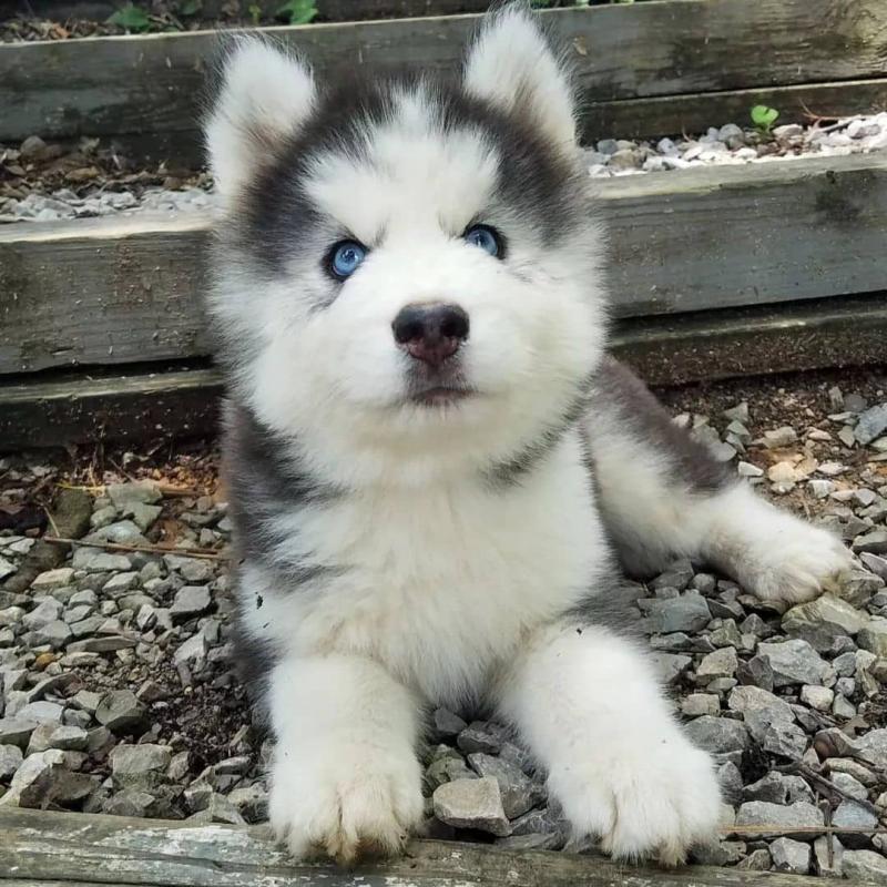 Siberian husky for adoption(elizabethjames11321@gmail.com) Image eClassifieds4u