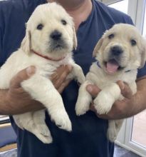 Adorable Golden Retriever Puppies