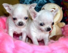 Beautiful Chihuahua Girl and Boy Adoption