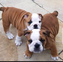 Gorgeous English Bulldog puppies available