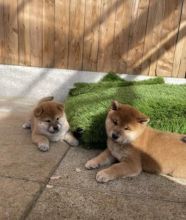 Adorable Shiba Inu Puppies available for affordable Homes