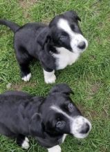 Beautiful Boys And Girls Border collie puppies for adoption