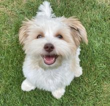 BEST CANADIAN MORKIE PUPPIES FOR ADOPTION...