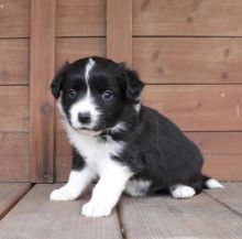 Best Quality male and female border collie puppies for adoption