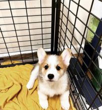 Best Quality male and female corgis puppies for adoption...