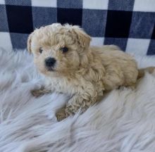 Best Quality male and female maltipoo puppies for adoption...