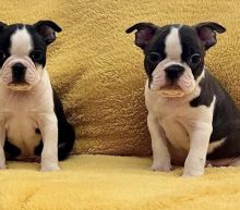 Best Quality male and female milton boston terrier puppies for adoption...