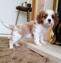 Cavalier king Charles Puppies