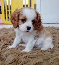 Cavalier king Charles Puppies