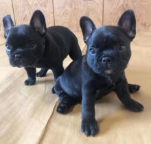 French Bulldog Puppies