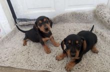 KC Registered Dachshund PUPPIES??