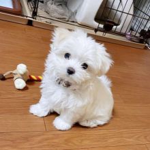 Male and female Golden Maltese puppies
