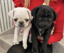 Pug puppies for adoption❤️🐕