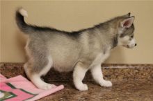 Siberian Husky puppies for adoption
