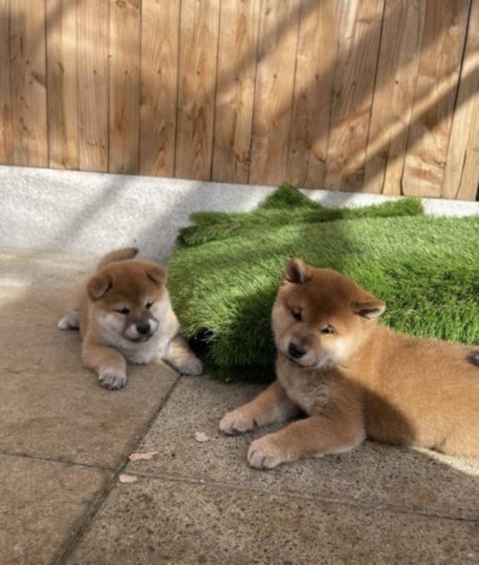 Adorable Shiba Inu Puppies available for affordable Homes Image eClassifieds4u
