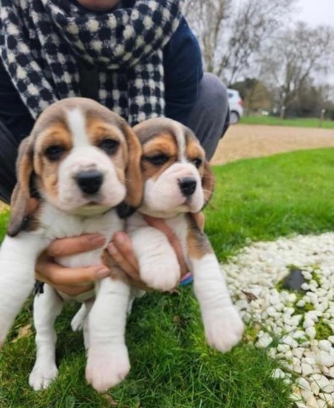 Beautiful Beagle Boy And girl Looking For Forever Home Image eClassifieds4u