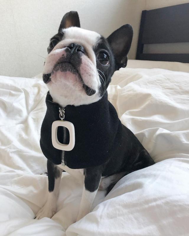 Boston Terrier puppies for adoption Image eClassifieds4u