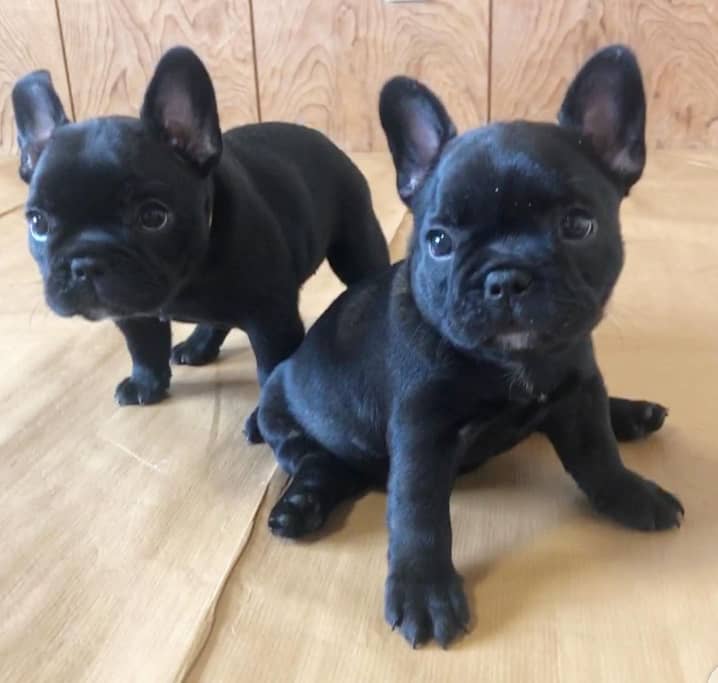 French Bulldog Puppies for adoption Image eClassifieds4u