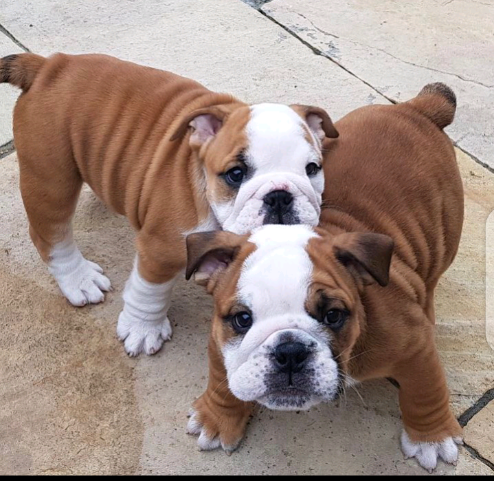 Gorgeous English Bulldog puppies available Image eClassifieds4u