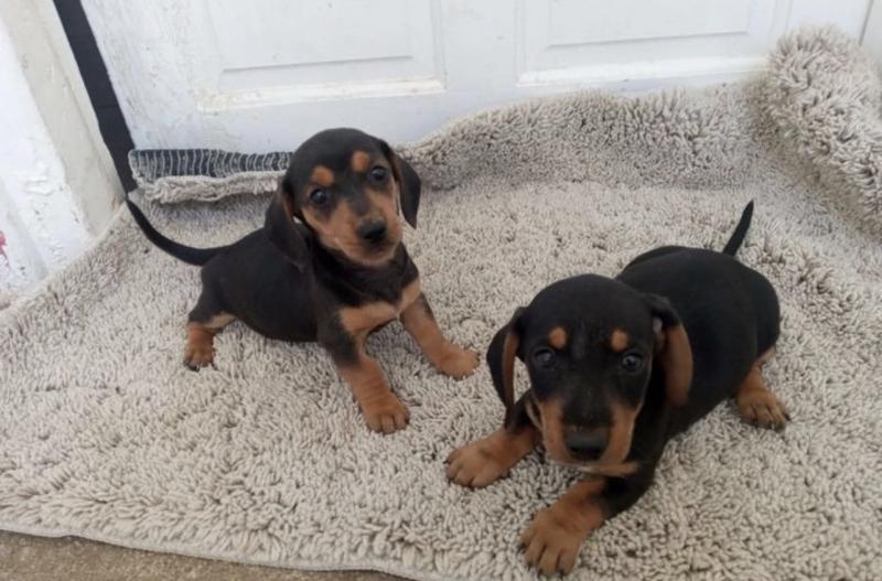 KC Registered Dachshund PUPPIES Image eClassifieds4u