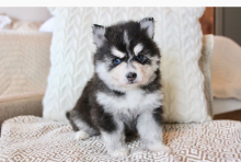 Pomsky Puppies for adoption🔥🔥🐶🐶 Image eClassifieds4u 1