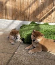 Adorable Shiba Inu Puppies available for affordable Homes Image eClassifieds4U
