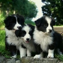 Beautiful Boys And Girls Border collie puppies for adoption Image eClassifieds4u 2