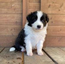 Best Quality male and female border collie puppies for adoption Image eClassifieds4u 2