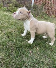 Excellence lovely Male and Female American bully Puppies for adoption Image eClassifieds4U