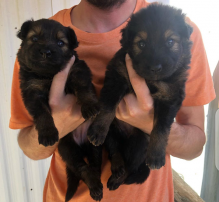 German Shepard pups for adoption Image eClassifieds4U