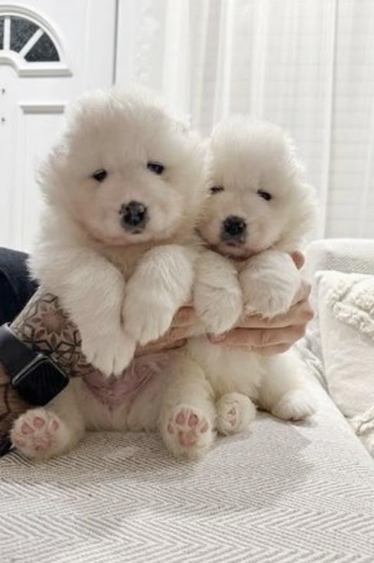 Potty trained Samoyed puppies available for adoption❤️🐕 🔥🔥🐶🐶 Image eClassifieds4u