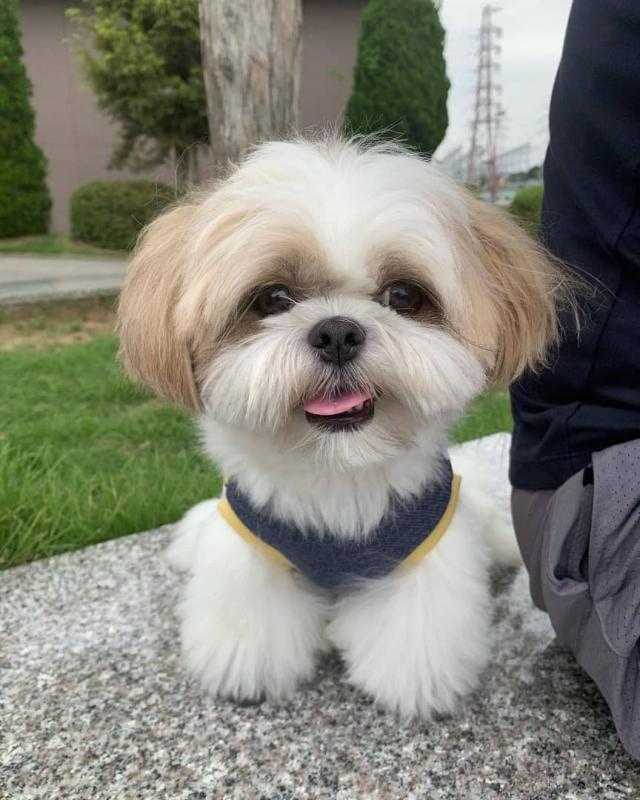 Shih Tzu puppies available in good health condition for new homes EMAIL: fordellis2@gmail.com Image eClassifieds4u