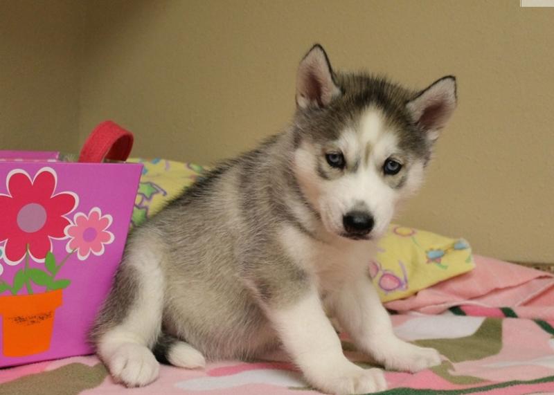 Siberian Husky puppies for adoption Image eClassifieds4u