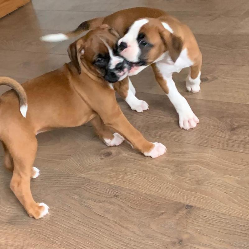 Stunning Kc Registered Boxer Puppies Image eClassifieds4u