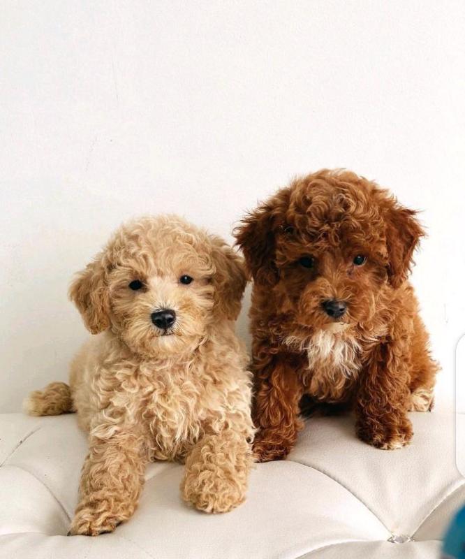 Stunning Toy Poodle Babies Image eClassifieds4u