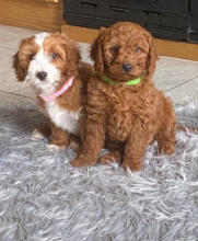 Cavapoo puppies for adoption ❤️