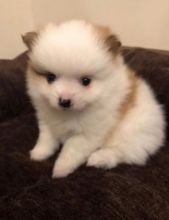 Pomeranian for adoption