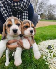 Beautiful Beagle Boy And girl Looking For Forever Home
