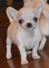Beautiful Chihuahua Girl and Boy Adoption