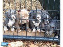 Blue Nose Pitbull puppies male and female looking for their forever home