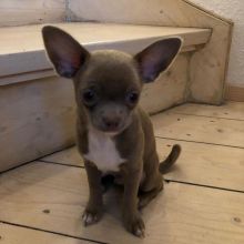 Chihuahua Puppies Available for adoption