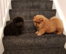 Chow Chows Looking For Their New Families