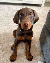 Doberman Pinscher Puppies Available For Good Homes EMAIL: fordellis2@gmail.com