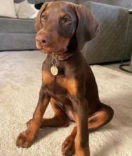 Doberman Pinscher Puppies Available For Good Homes EMAIL: ricecarrut@gmail.com
