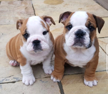 Gorgeous English Bulldog puppies available