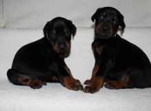 Here we have 2 beautiful Doberman pups